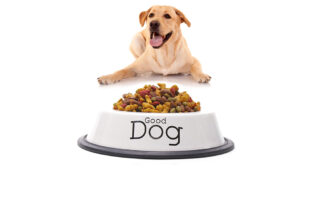 dog-foods